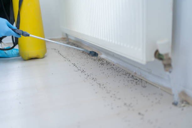 Best Affordable Pest Control Services  in Crystal Lawns, IL
